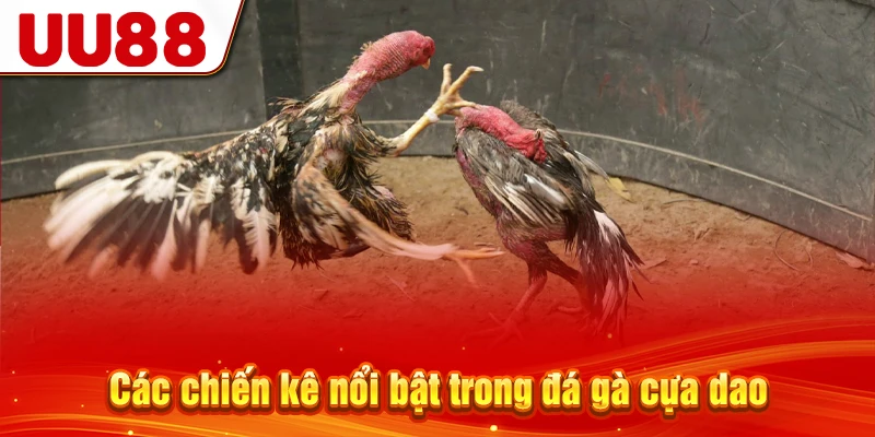 Các chiến kê nổi bật trong đá gà cựa dao